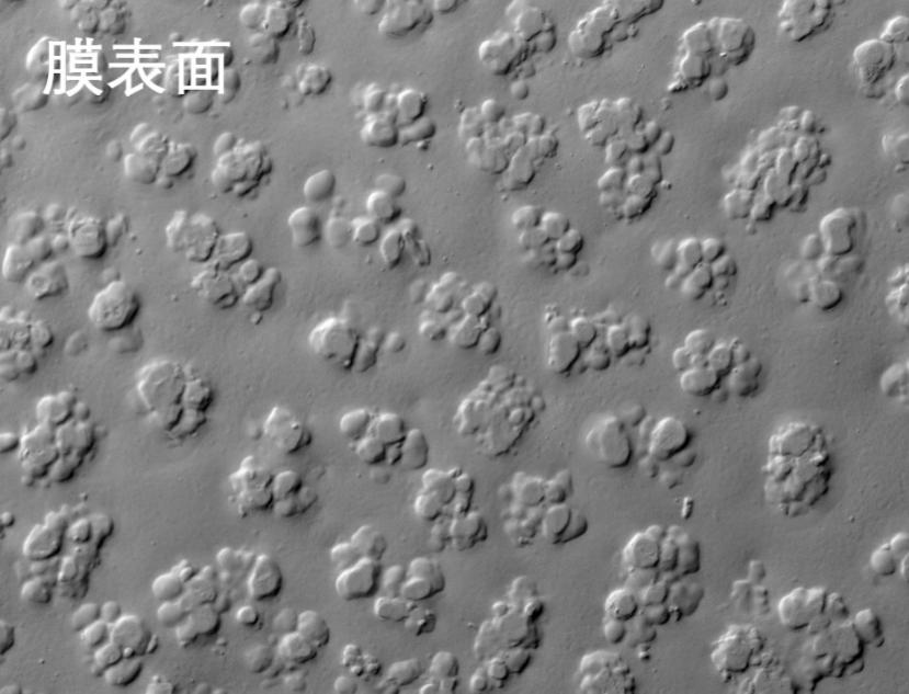海角首页登录入口TOP烧结管式膜电镜照片